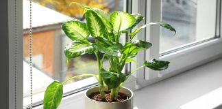 Диффенбахия — всё что нужно знать об уходе каждому цветоводу