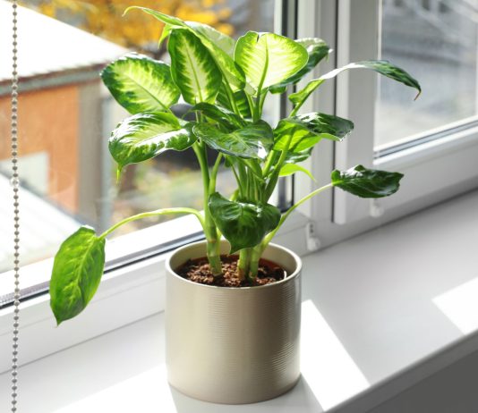 Диффенбахия — всё что нужно знать об уходе каждому цветоводу