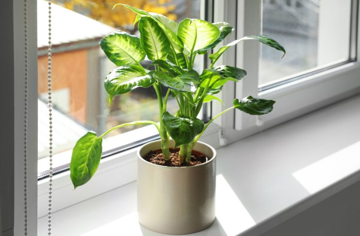 Диффенбахия — всё что нужно знать об уходе каждому цветоводу