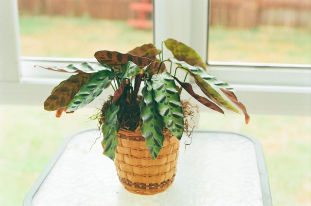 Калатея любит стабильное тепло без резких перепадов. Холодные потоки воздуха и кондиционеры вызывают стресс, из-за которого листья поникают, теряют тургор и растение замедляет рост.