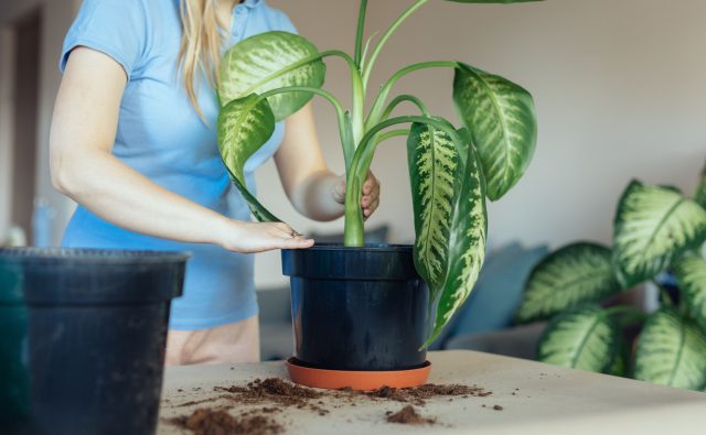 Молодые диффенбахии пересаживают ежегодно, взрослые — раз в два года. Лучшее время — весна. Чаще всего используют перевалку, не разрушая земляной ком, чтобы растение не испытывало стресса и быстрее адаптировалось.