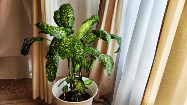 Для здоровья корней диффенбахии необходим лёгкий, воздухопроницаемый грунт. Плотная земля задерживает влагу и провоцирует гниль. Горшок должен быть лишь немного больше корневого кома и обязательно с дренажными отверстиями.