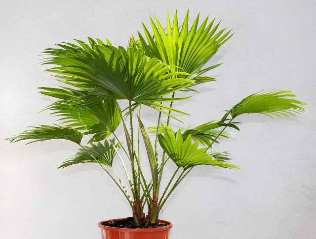 Ливистона круглолистная образует крупные округлые веерные листья и создаёт мощную, раскидистую крону.