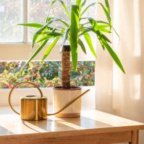 Юкка Слоновая