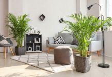 Выбираем идеальную пальму для дома — обзор лучших из лучших Выбираем идеальную пальму для дома — обзор лучших из лучших