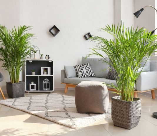 Выбираем идеальную пальму для дома — обзор лучших из лучших - Комнатные растения Выбираем идеальную пальму для дома — обзор лучших из лучших