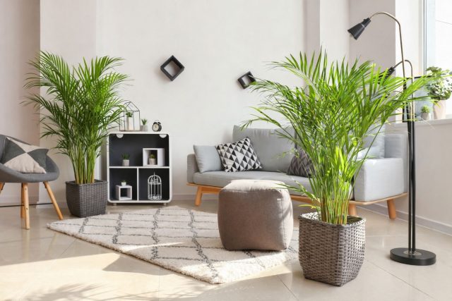 Выбираем идеальную пальму для дома — обзор лучших из лучших