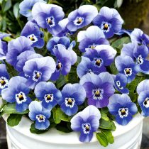 Фиалка рогатая «Эдмаер-Дип-Марина»