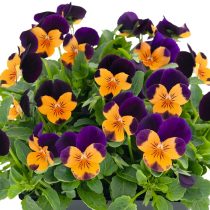 Фиалка рогатая «Эдмаер-Оранж-Парпл-Винг»