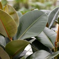 «Робуста» (Ficus elastica 'Robusta')