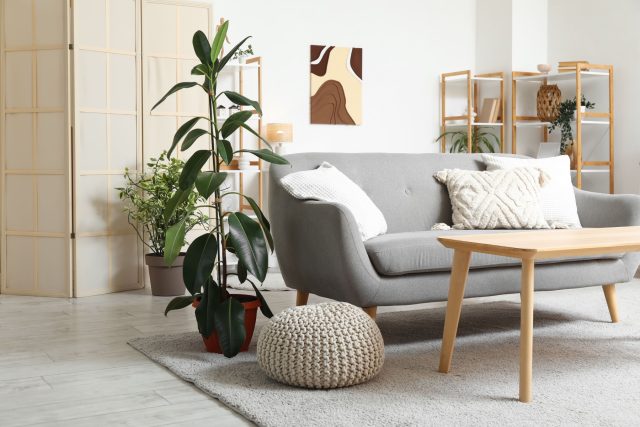 С чего начать выбор фикуса? Ответьте себе на три вопроса: сколько света в квартире, готовы ли вы ухаживать регулярно и нужен ли компактный формат или крупный акцент. Пять минут честности с собой сэкономят месяцы разочарований и ошибок.