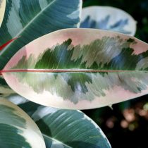 «Тинеке» (Ficus elastica 'Tineke')