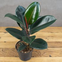 «Абиджан» (Ficus elastica 'Abidjan')