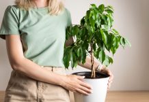 Какой фикус будет хорошо расти у вас? Раскрываем особенности