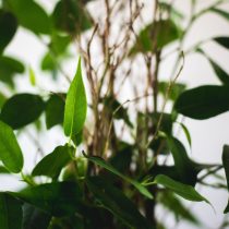 «Наташа» (Ficus benjamina 'Natasja')