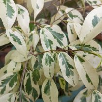 «Старлайт» (Ficus benjamina 'Starlight')