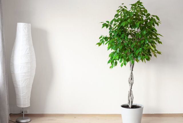 Фикус бенджамина выделяется своей элегантностью. Изгибающиеся ветви, небольшие аккуратные листья и прозрачная крона придают растению лёгкость и визуальную изящность.