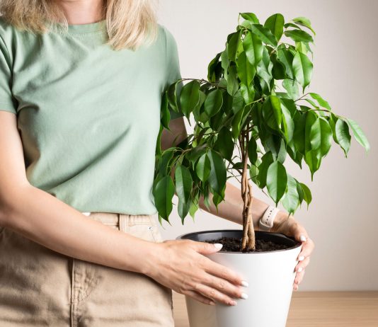 Какой фикус будет хорошо расти у вас? Раскрываем особенности