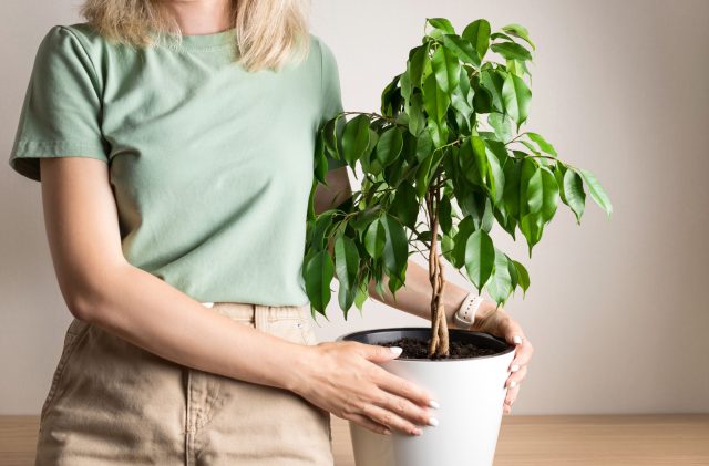 Какой фикус будет хорошо расти у вас? Раскрываем особенности