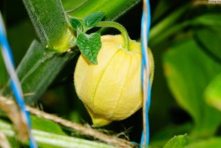 Физалис опушённый (Physalis pubescens), или земляничный Физалис опушённый (Physalis pubescens), или земляничный