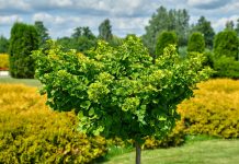 Гинкго билоба в вашем саду — красота, польза и устойчивость