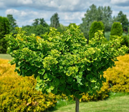 Гинкго билоба в вашем саду — красота, польза и устойчивость - Цветник и ландшафт Гинкго билоба в вашем саду — красота, польза и устойчивость