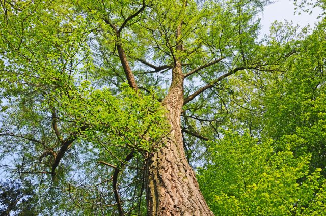 Кора гинкго дерева имеет серый цвет и шероховатую структуру, которая с возрастом становится более глубокой и покрывается бороздами.