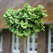 «Марикен» (Ginkgo biloba ‘Mariken’)