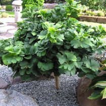 «Тролль» (Ginkgo biloba ‘Troll’)