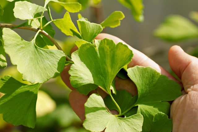 Листья гинкго похожи на миниатюрные веера с разрезом посередине. Весной они светло-зелёные, а осенью дерево вспыхивает чистым золотом и часто сбрасывает листву почти одновременно.