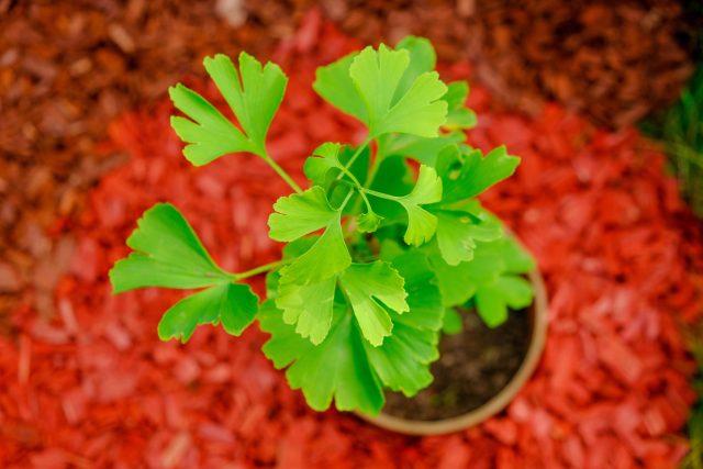 Выращивать гинкго из семян долго, а пол дерева станет понятен через десятилетия. Для сада проще купить саженец в питомнике и заранее выбрать мужской экземпляр, чтобы не иметь дело с запахом семян.