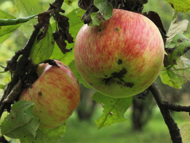 Один из самых зимостойких старинных сортов. Яблоки некрупные, но невероятно ароматные и сочные. Грушовку любили за вкус, а не за внешний вид. Один из самых зимостойких старинных сортов. Яблоки некрупные, но невероятно ароматные и сочные. Грушовку любили за вкус, а не за внешний вид.