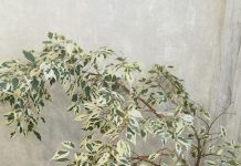 Уход за фикусом