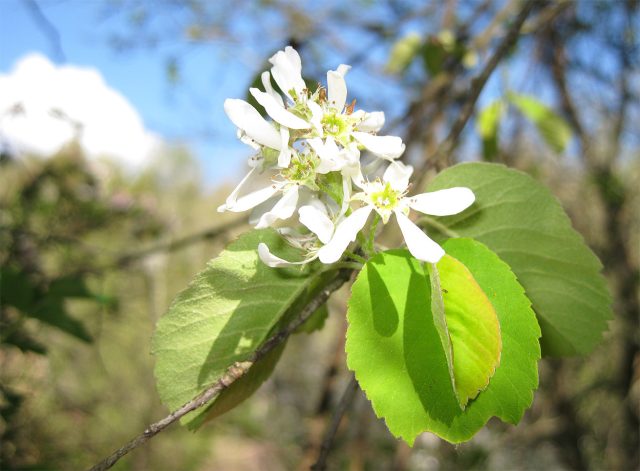 Ирга — тот самый куст когда «и красиво, и вкусно»: в мае она стоит в белой пене цветков, а летом даёт сладкие тёмные ягоды для варенья и компотов. Неприхотлива, зимостойка и плодоносит даже в одиночной посадке.