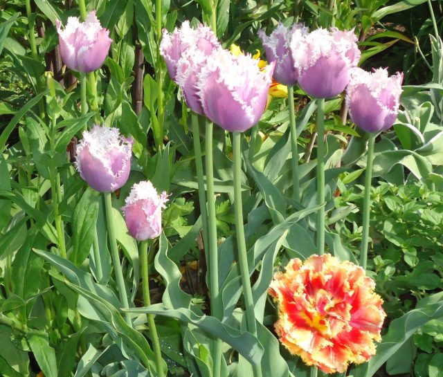 Не только наши продавцы грешат несезонной продажей луковиц тюльпанов. Проверка, проведённая несколько лет назад на крупном цветочном рынке Bloemenmarkt в «тюльпановом раю», в Нидерландах, показала, что из закупленных в апреле луковиц зацвело не более 1%. 