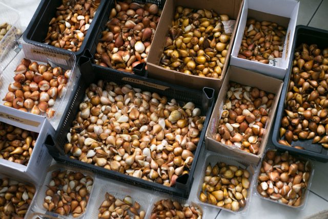 На рынке главным помощником становится смартфон или айфон. Нужно будет посмотреть, как выглядит сорт и его луковица. И какого размера она должна быть для полноценного цветения. Вялые, сморщенные, сильно проросшие можно брать только в том случае, если их отдают даром.