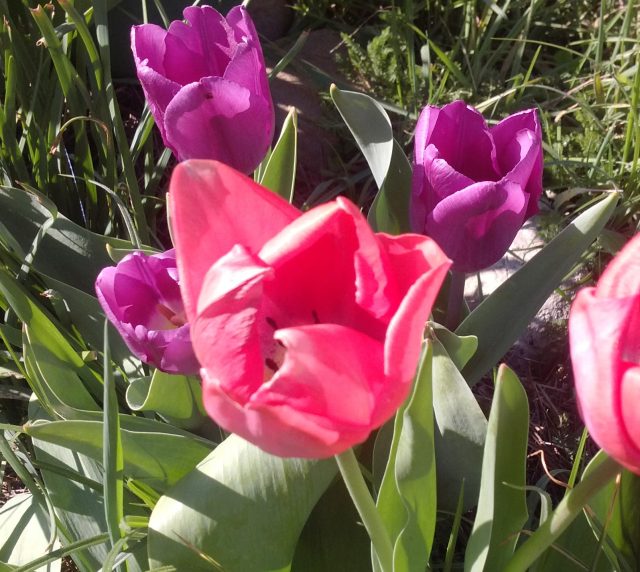 При всём разнообразии расцветки голубых тюльпанов пока ещё нет, так же, как и чёрных. Есть разной степени лиловости и тёмно-багрово-фиолетовые. 