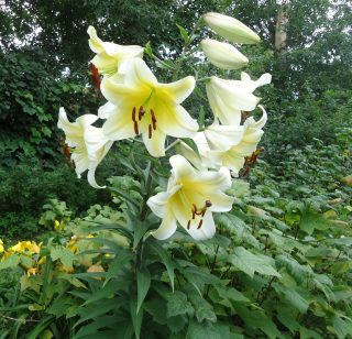 Лилия Манисса