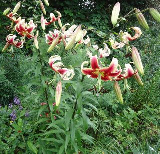 Лилия Шехерезада