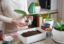 Как правильно размножить комнатное растение черенкованием? Как правильно размножить комнатное растение черенкованием?