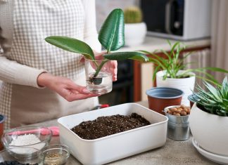 Как правильно размножить комнатное растение черенкованием?