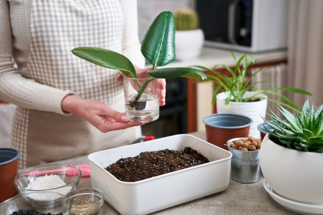 Как правильно размножить комнатное растение черенкованием?