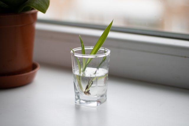 Когда корни достигают 2–5 см или начинается рост побегов, черенок пора пересаживать. Длительное укоренение в воде или инертных субстратах замедляет развитие корневой системы.