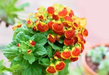 Как продлить жизнь кальцеолярии и заставить её цвести снова? Как продлить жизнь кальцеолярии и заставить ее цвести снова?