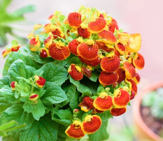 Как продлить жизнь кальцеолярии и заставить её цвести снова? - Комнатные растения Как продлить жизнь кальцеолярии и заставить ее цвести снова?