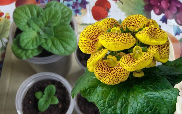 Всходы кальцеолярии появляются медленно и требуют стабильной прохлады и досветки. Именно рассадный способ позволяет получить более устойчивые растения, полностью адаптированные к условиям квартиры. Всходы кальцеолярии появляются медленно и требуют стабильной прохлады и досветки. Именно рассадный способ позволяет получить более устойчивые растения, полностью адаптированные к условиям квартиры.