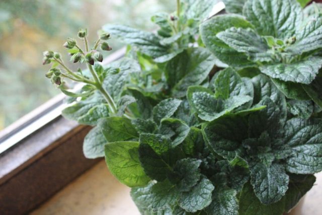 Появление свежих зелёных ростков — главный сигнал, что кальцеолярия «проснулась». В этот момент растение возвращают на свет и постепенно возобновляют полив и подкормки. Появление свежих зелёных ростков — главный сигнал, что кальцеолярия «проснулась». В этот момент растение возвращают на свет и постепенно возобновляют полив и подкормки.