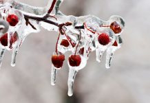 Как спасти деревья и кустарники от наледи? Важные тонкости Как спасти деревья и кустарники от наледи? Важные тонкости