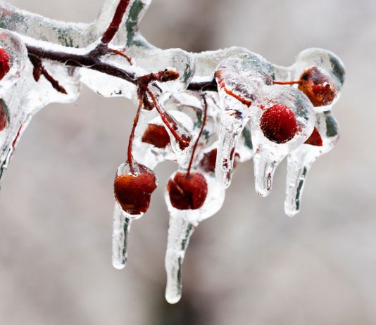 Как спасти деревья и кустарники от наледи? Важные тонкости - Сад и огород Как спасти деревья и кустарники от наледи? Важные тонкости