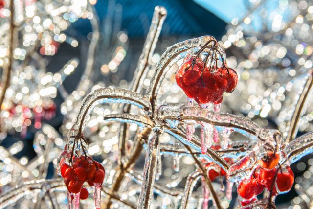 Заблаговременное укрытие уязвимых насаждений, правильная обрезка и выбор устойчивых сортов помогут свести к минимуму ущерб от ледяных дождей и тяжести снега.